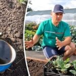 Je to možné: pestovateľ na dache odhalil jednoduchý spôsob, ako