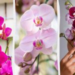 Orchidea bude kvitnúť na jeseň, ak ju budete kŕmiť raz