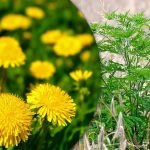 Portulaca, pšenica, ambrózia: ako sa navždy zbaviť buriny v zeleninovej